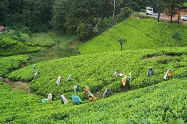Green tea gardens in Srimongol