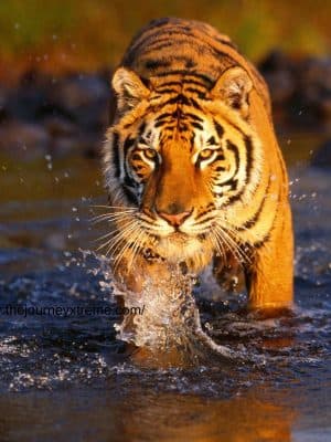 Sundarbans Tour in Bangladesh with a knowledgeable local guide