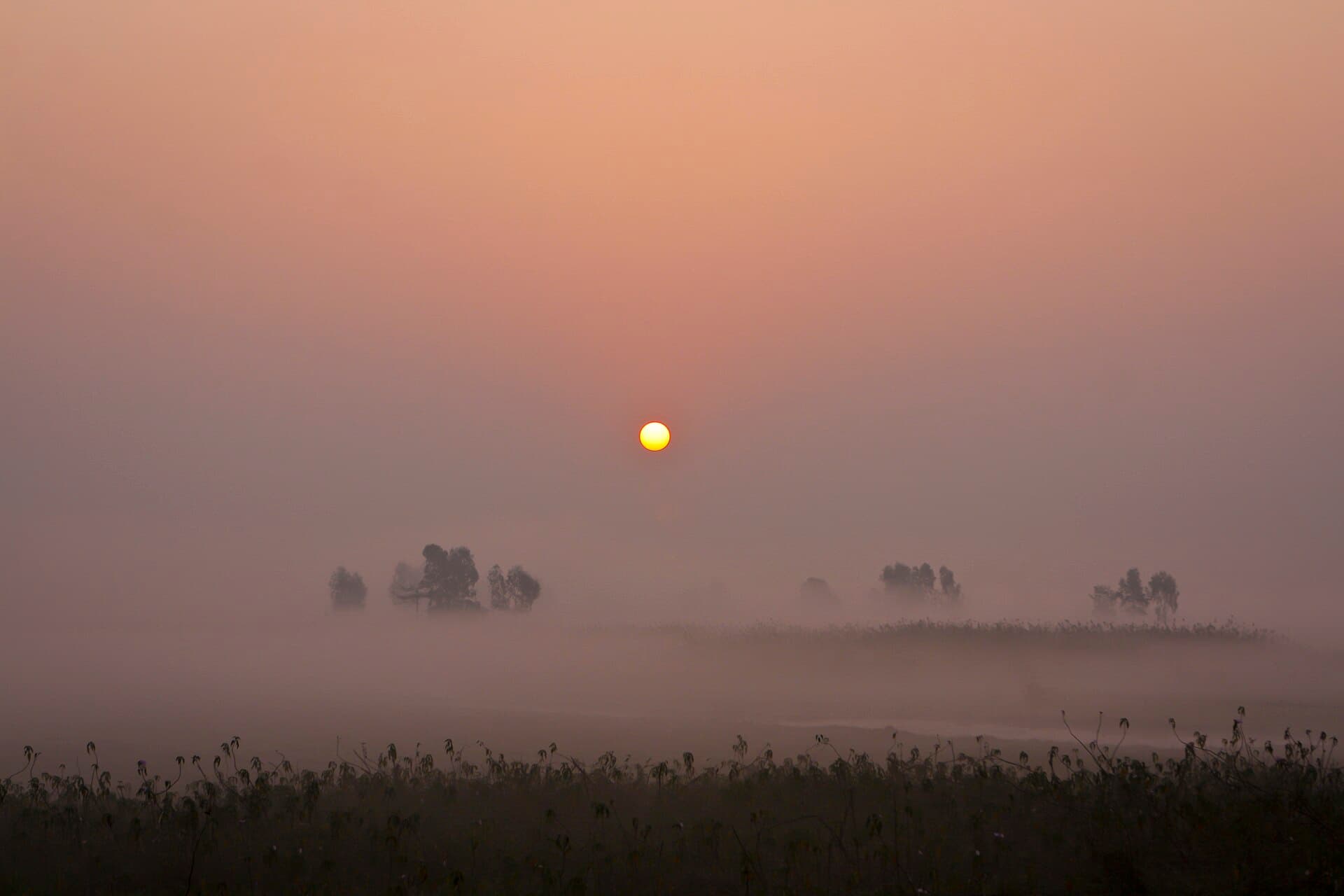 Sunrise reflecting across the calm water and wetland vegetation at Baikka Beel