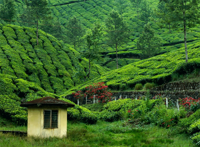 Green tea-garden landscape in the Sylhet region