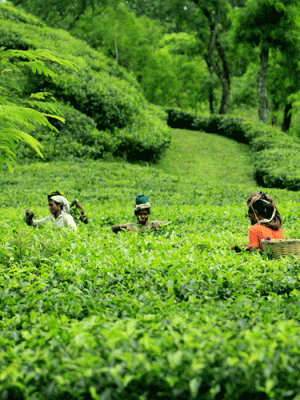 Sreemangal Tea Country Tour travel scene 2