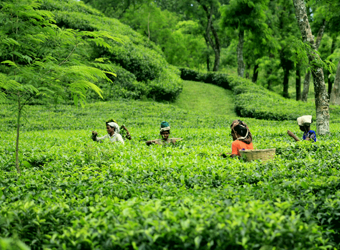 A journey through the green tea estates of Sreemangal